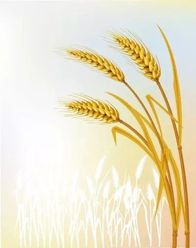 丽丽读书:一棵向我点头的麦子