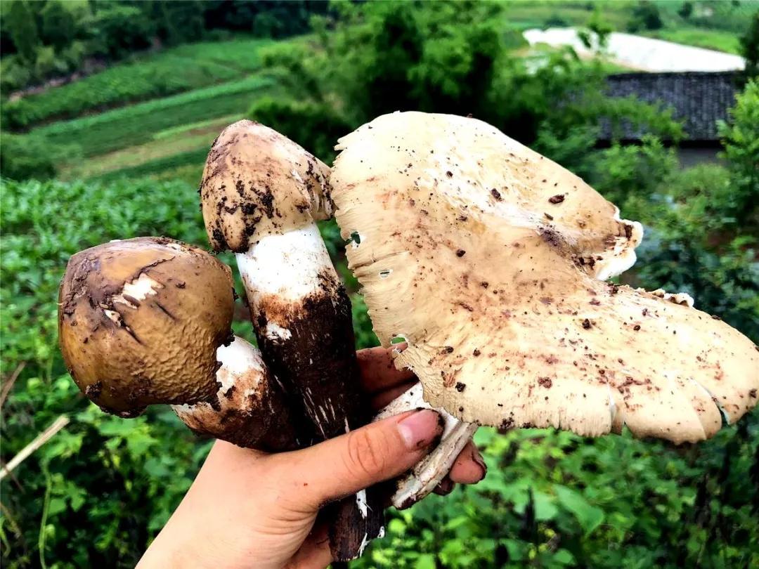 直流口水仁寿人魂牵梦萦的斗鸡公上市了