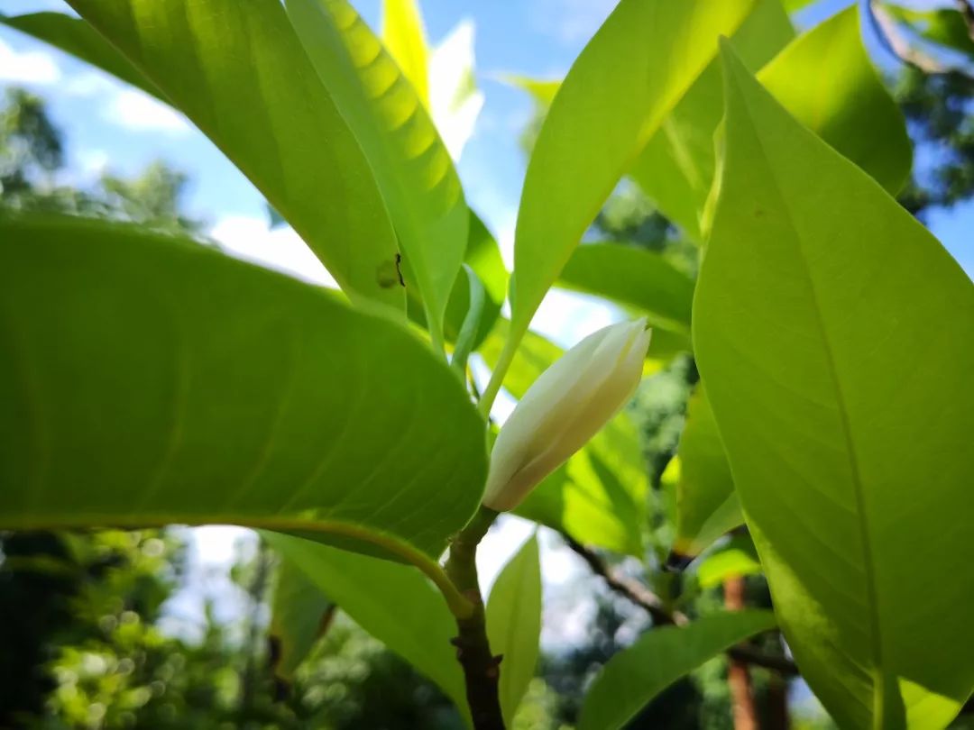 缅桂花开 —— 藏在凤凰山中的洁白清香