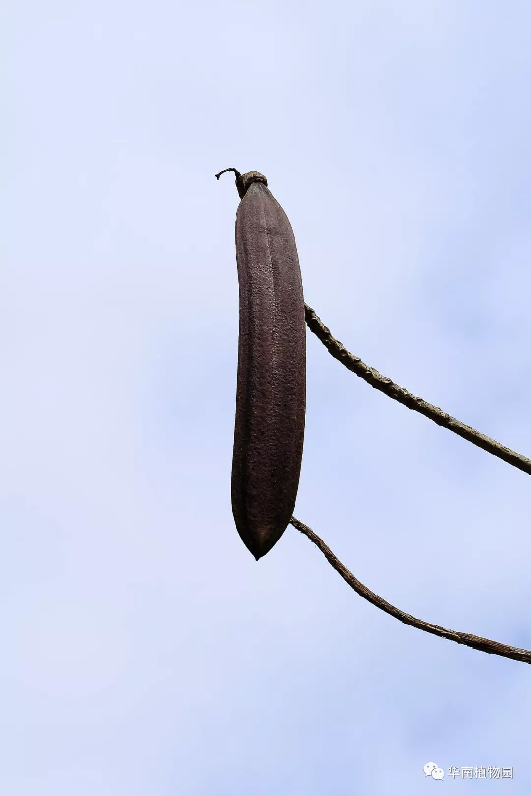 夜深花无眠——木蝴蝶_植物园