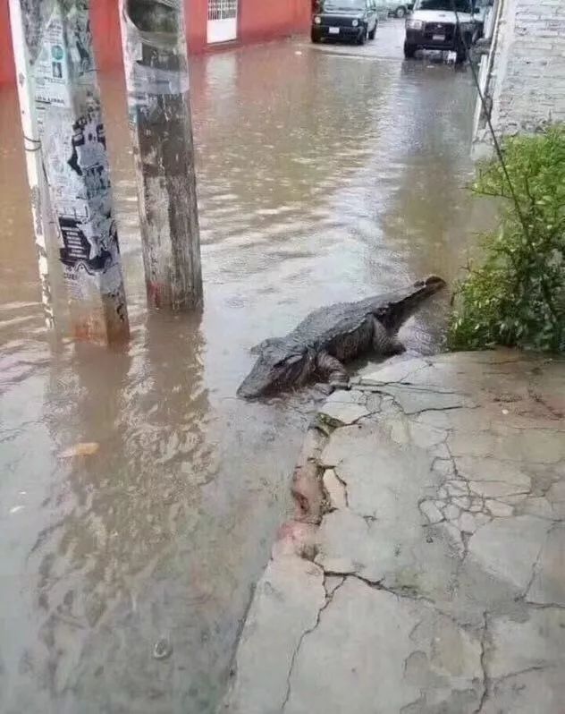 鳄鱼都爬粗来遛弯了据说昨天的暴雨太大毫无征兆地来一场大雨总在你猝