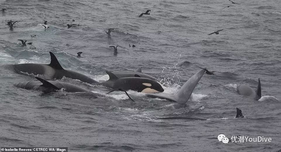 6头虎鲸围攻蓝鲸海水全被血染红