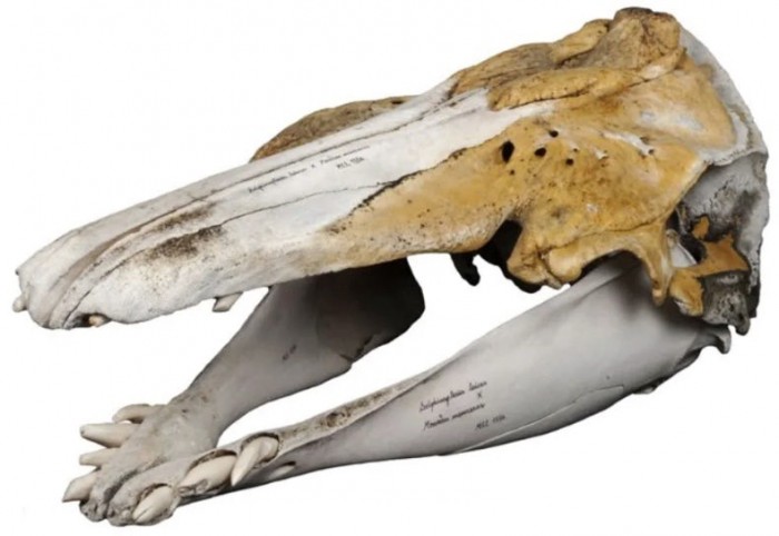 奇怪的鲸鱼头骨被证实属于独角鲸/白鲸杂交品种