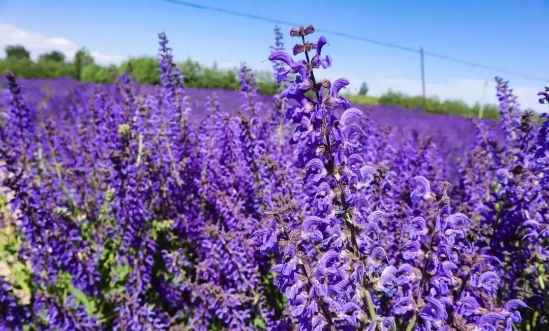 夏季赏花何处去?收好这份兰州赏花指南