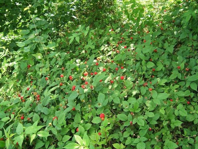 这种地里长出的小红果你吃过吗滋味酸甜现在摘正是时候