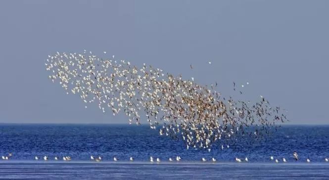 新华社关注乐亭祥云湾海洋牧场修复渤海生态海底荒漠变绿洲