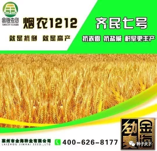 三地测产两破纪录烟农1212震撼国内小麦界