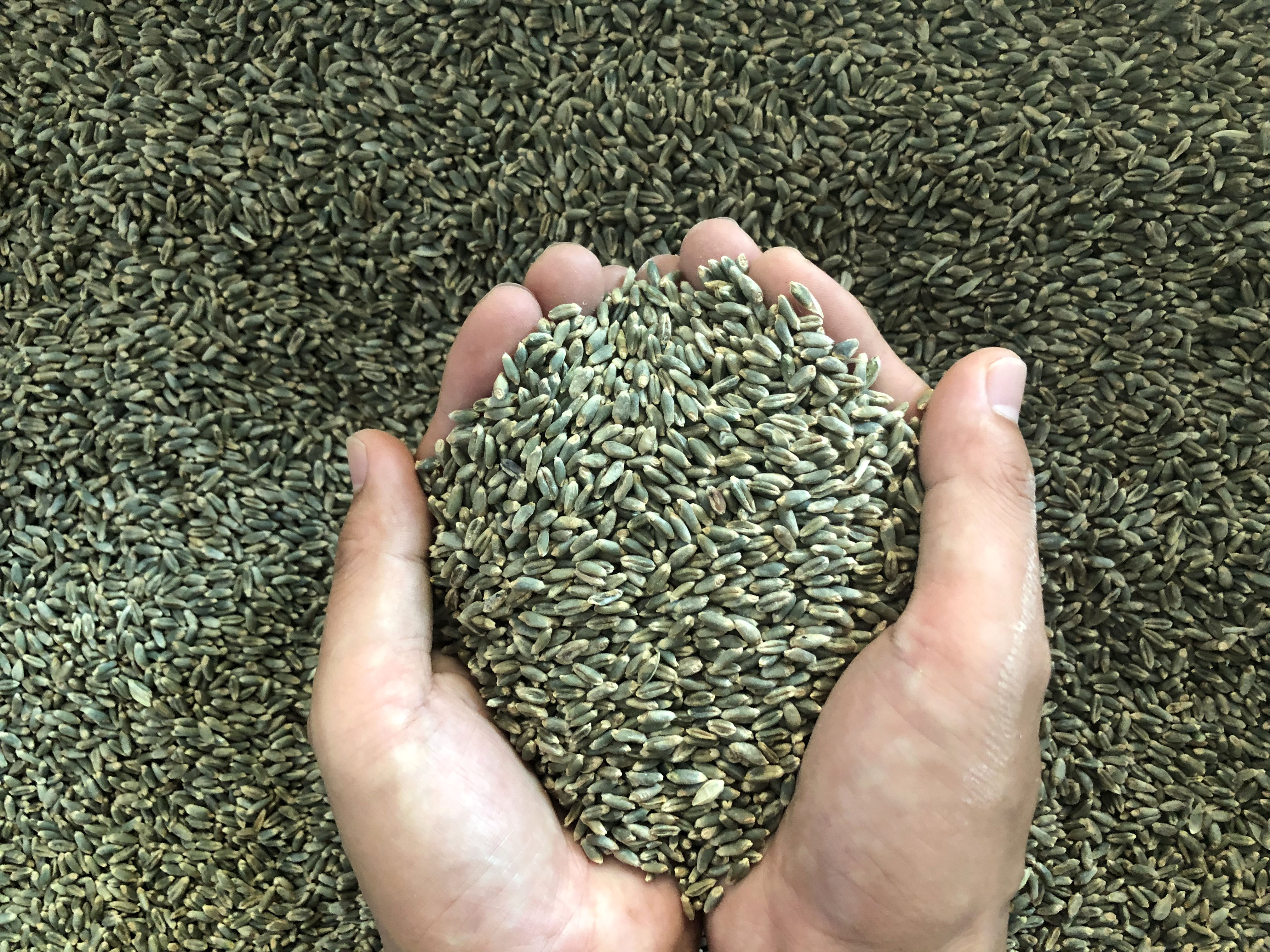 黄土高原成功试种彩色小麦新品种