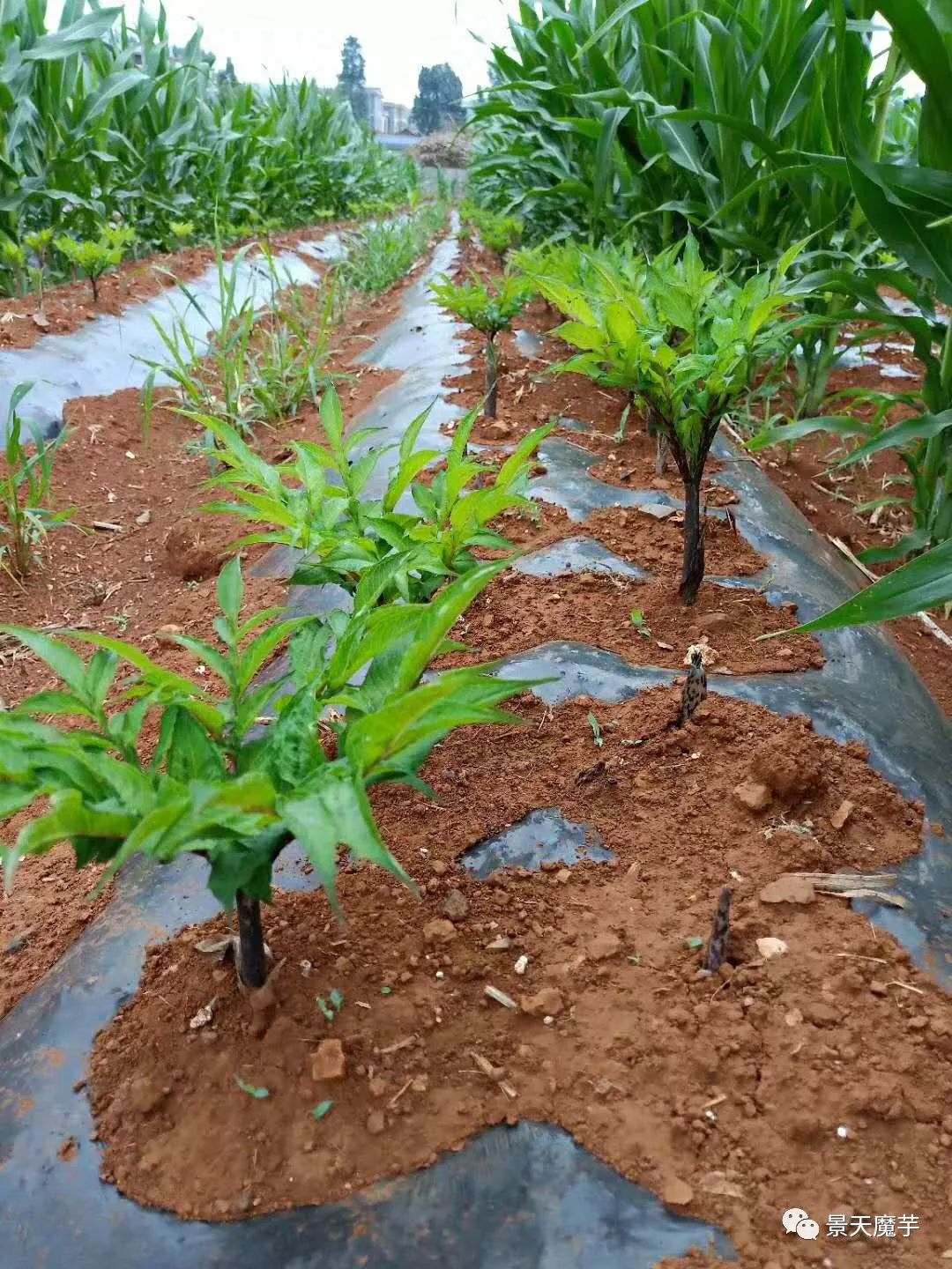 六月魔芋管理须知