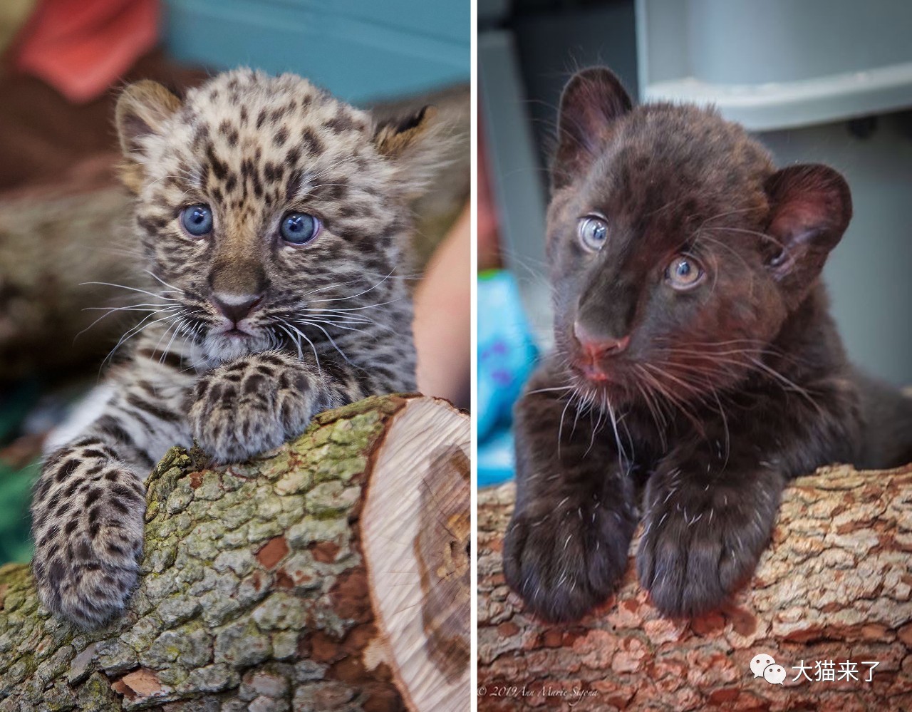 从小奶豹到翩翩少年一起看看远东豹幼崽5个月的成长变化