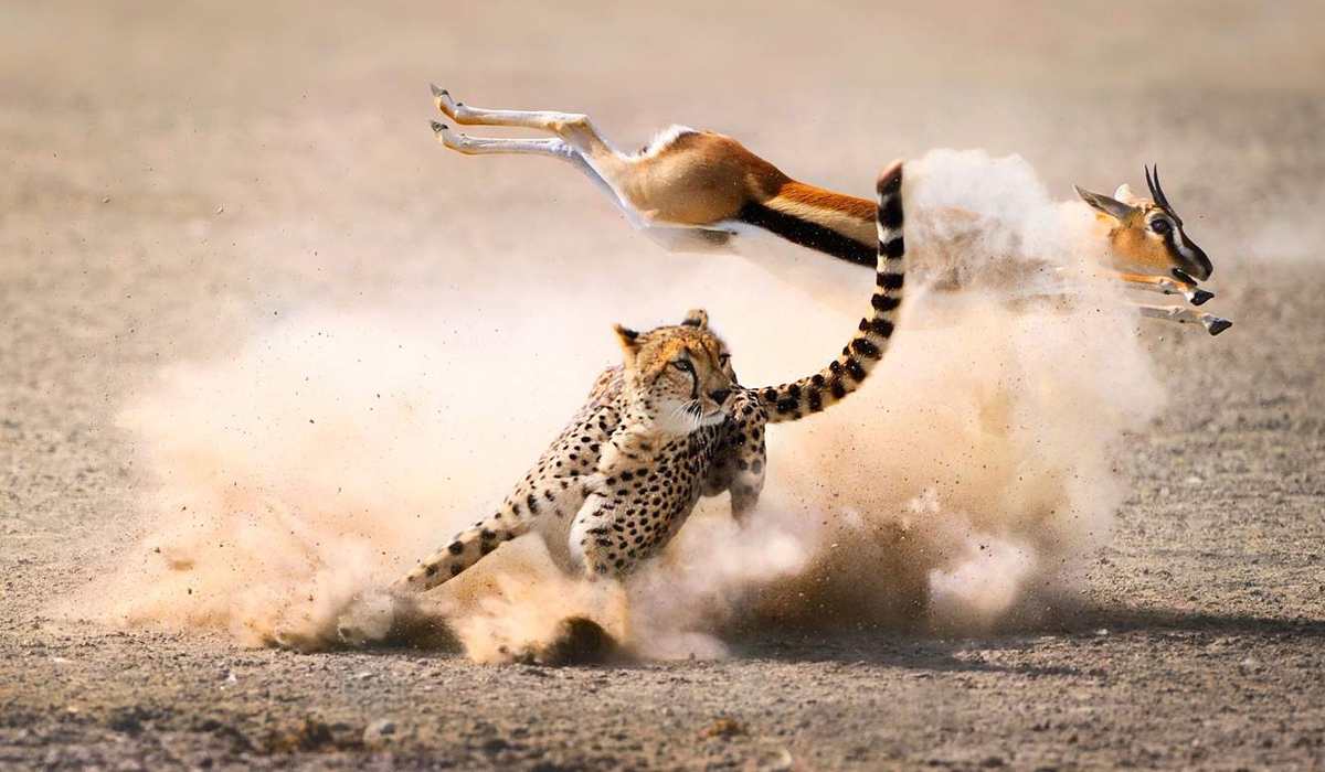 猎豹的捕猎方式不同于大部分的猫科动物,它是靠速度取胜的,猎豹的最高