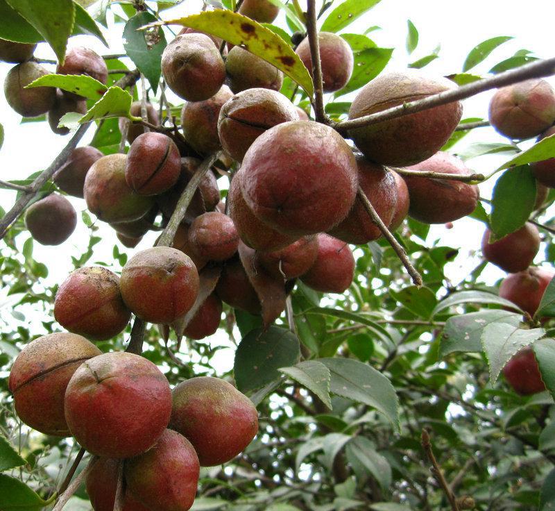 湖北四季春茶油亮相第二届中国粮食交易会获好评_油茶