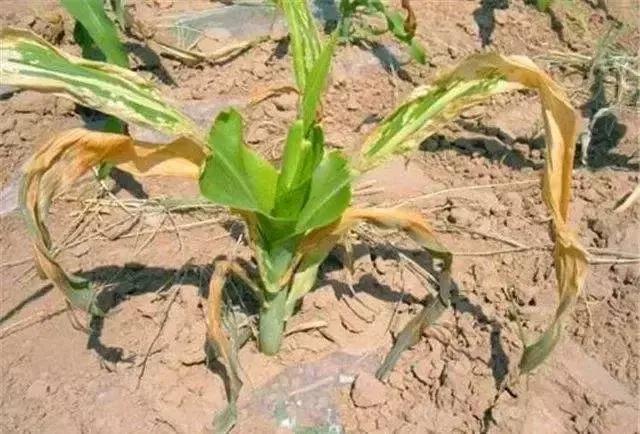 缩二脲化肥为啥会烧苗就是因为缩二脲怎么办