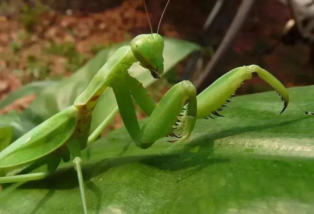 到螳螂就放进蚊帐让它帮忙抓蚊子~在藤县大家一般都叫它:蚂螂狂(谐音)