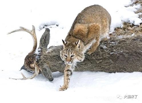 一猫战群狗,路杀大骡鹿,海边捕鲨鱼,短尾猫到底有多么凶猛?_猎狗