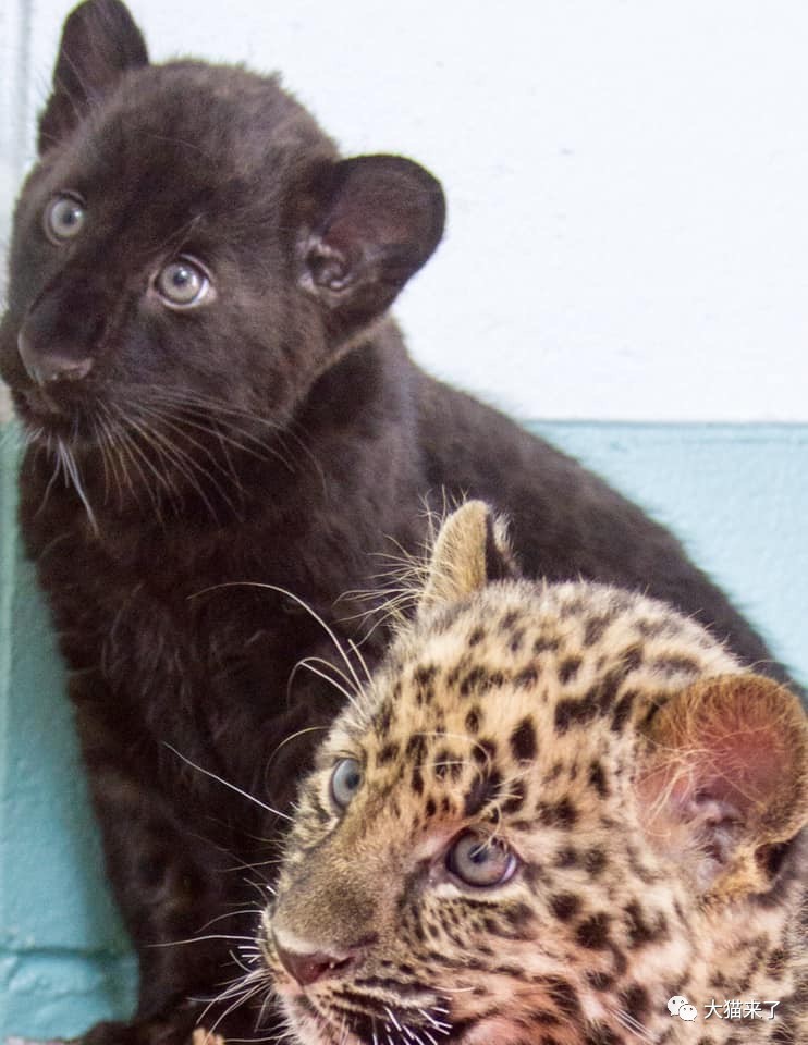 从小奶豹到翩翩少年一起看看远东豹幼崽5个月的成长变化