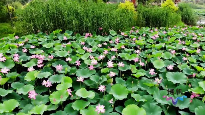 航拍视频来了!扬城荷花竞相绽放,荷香阵阵惹人"醉"