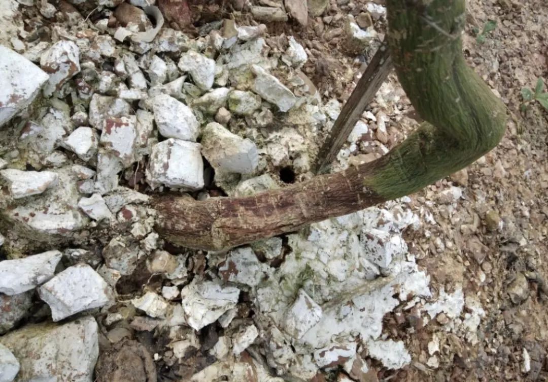 高温多雨,百香果茎基腐病来得有点凶!