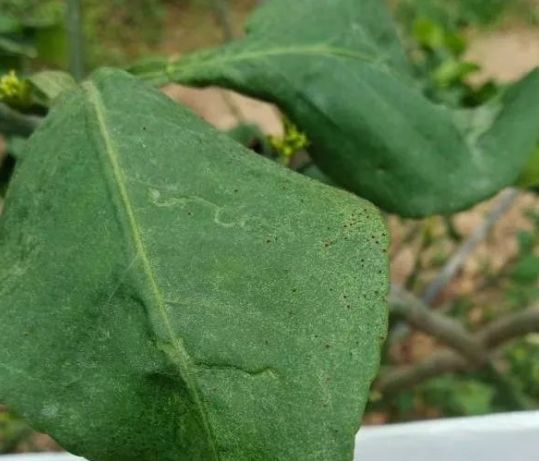 柑橘红美人种植技术病虫害该怎样防治