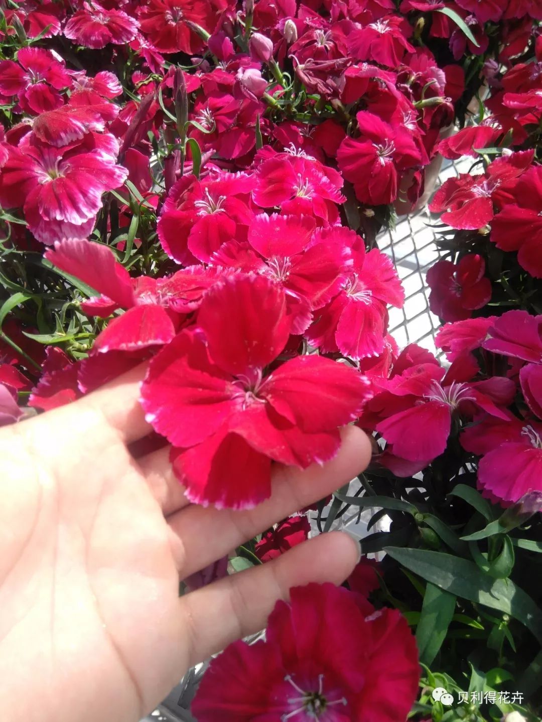 科罗娜石竹不仅拥有超级大的花朵,还带来了无比惊喜的花色和超群的