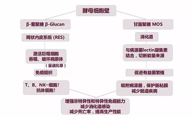 酵母細胞壁多糖——天然,高效的免疫功能增效劑!