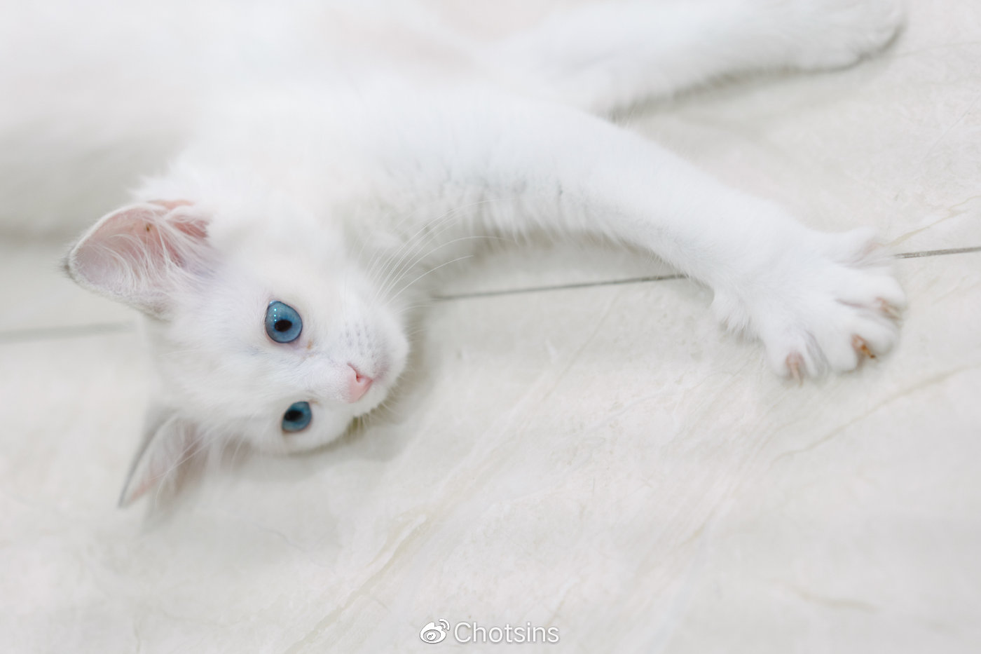 宠物约拍蓝眼布偶猫奶白私写真