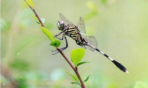 聆听│蜻蜓文林伟诵素颜若水