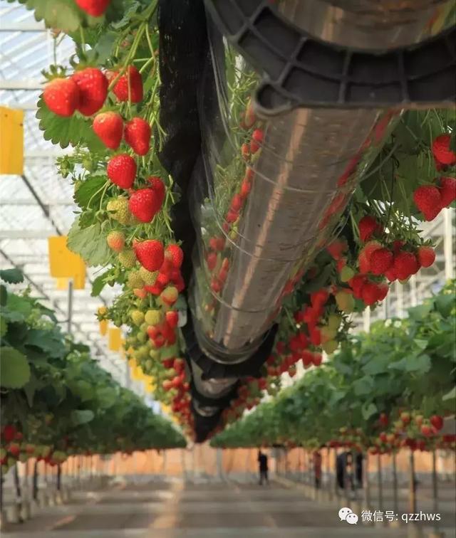 亩产60万的空中草莓怎么种出来的?你见过没?