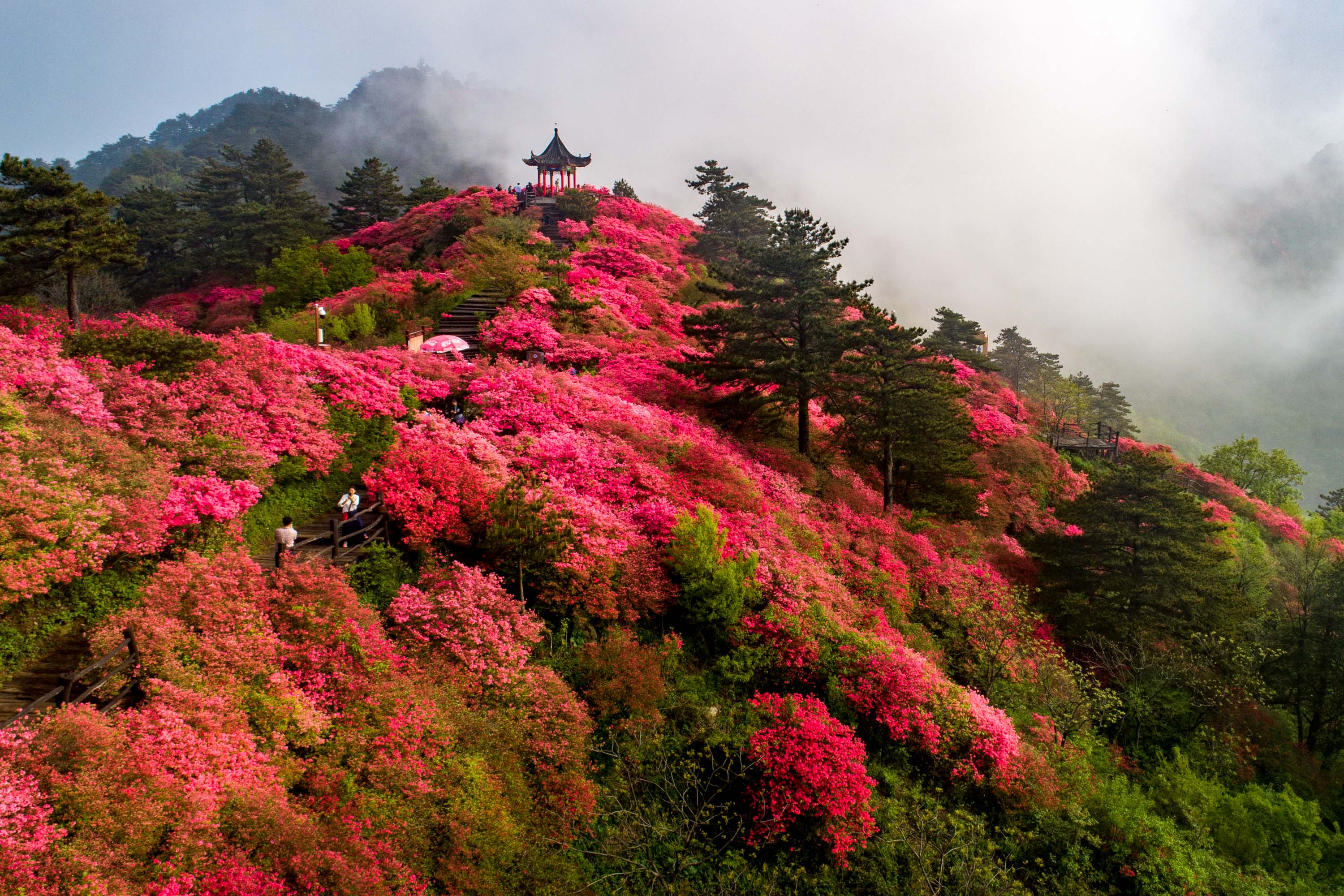 雅安雅安杜鹃山图片