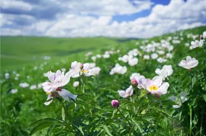 乌拉盖草原的芍药谷绽放了花期还有半个月你来不来