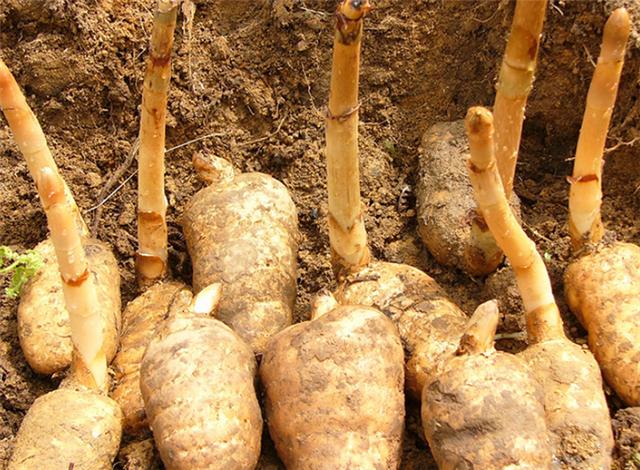 山上有1种奇草人称赤箭看起来无根无叶对头痛有帮助