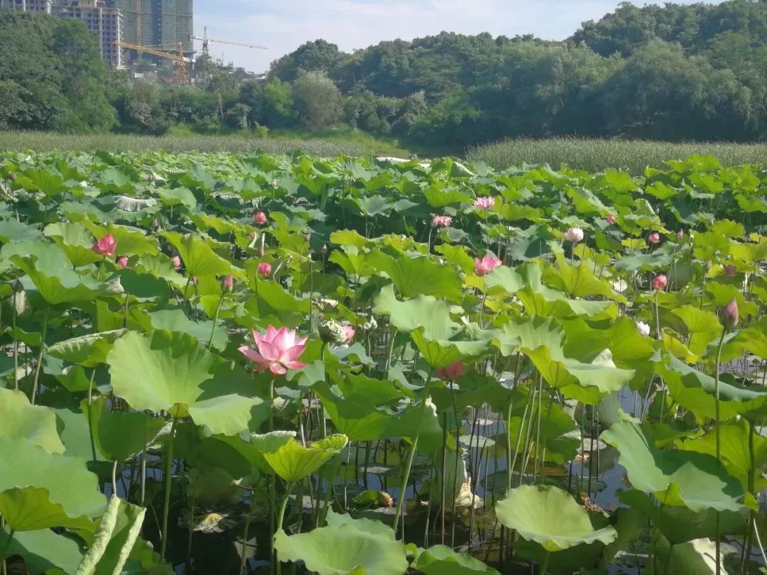 湘潭花事湖湘公园的荷花已刷屏美到忍不住多看几眼