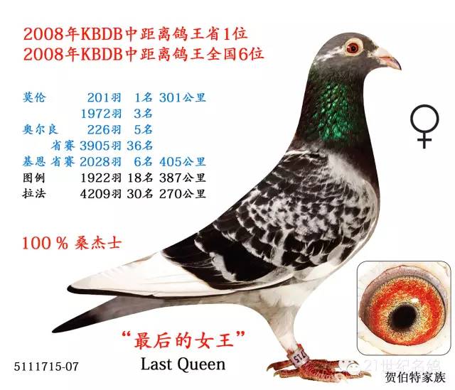 贺伯特的顶级铭鸽欣赏