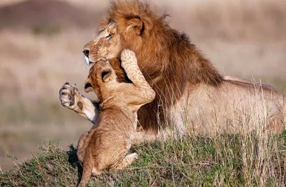 摄影师抓拍到一对狮子父子的可爱互动,神还原《狮子王》画面!