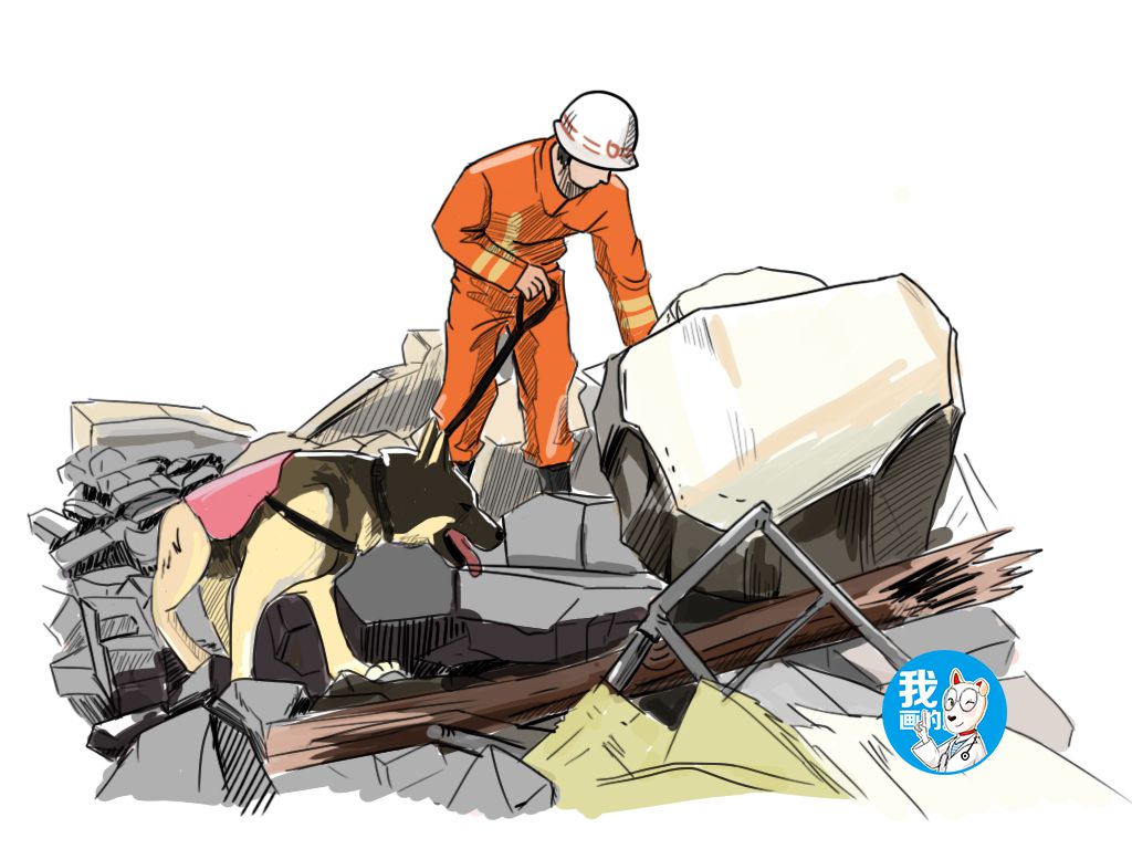 原创地震后连续奋战32小时,搜救犬累倒在地,感谢你为我们付出一生