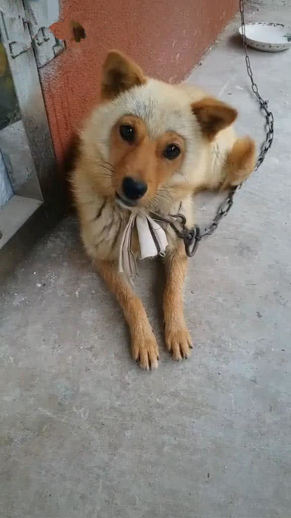 明明是一条狗狗却长了一张猴脸网友啥情况