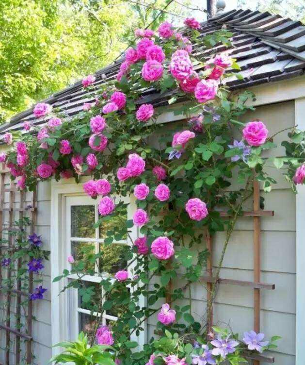 这6种花打造出一个漂亮超美的院子花量惊人一看就入迷