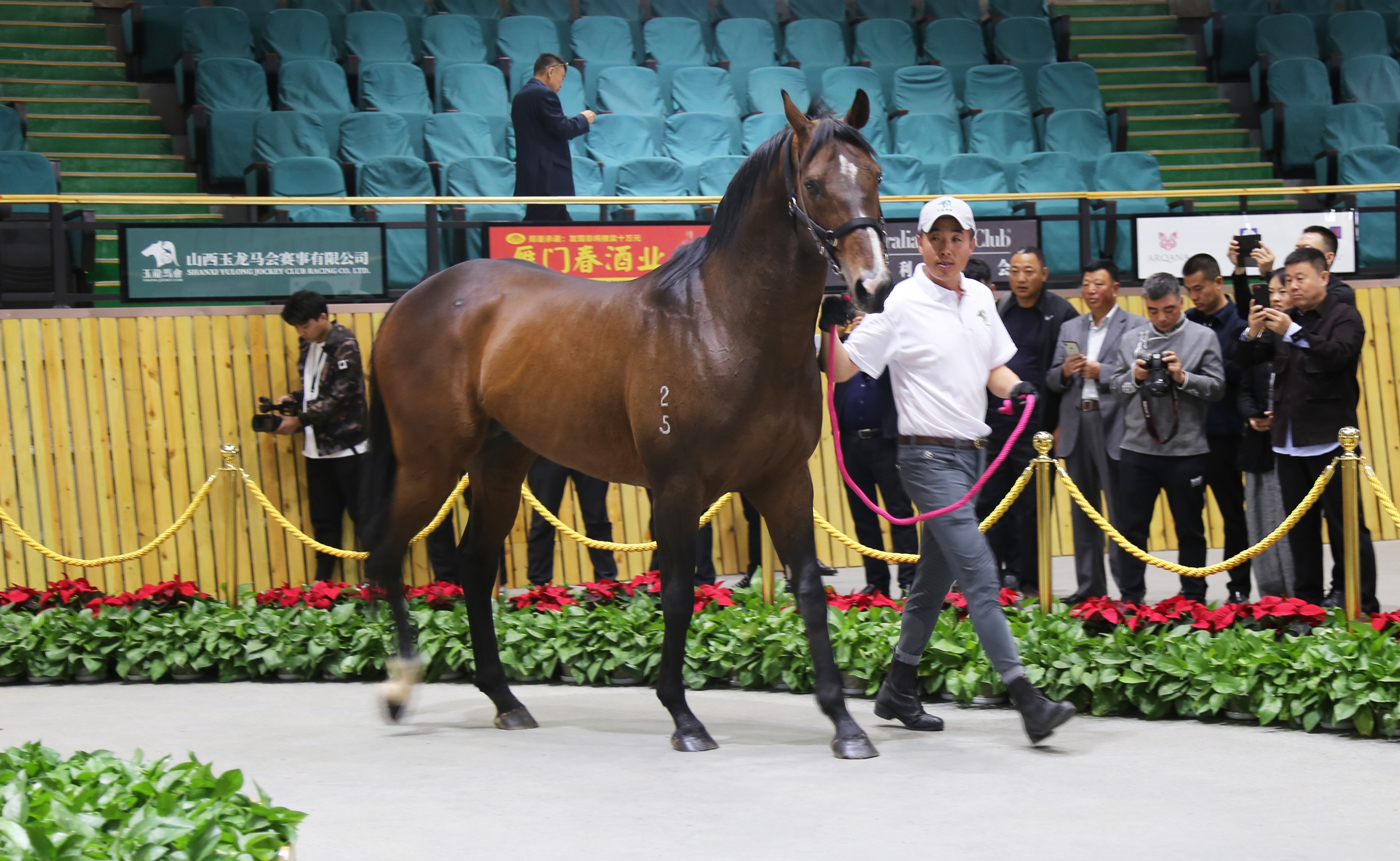 第五期玉龙马匹网络拍卖会开启年中好马优选季