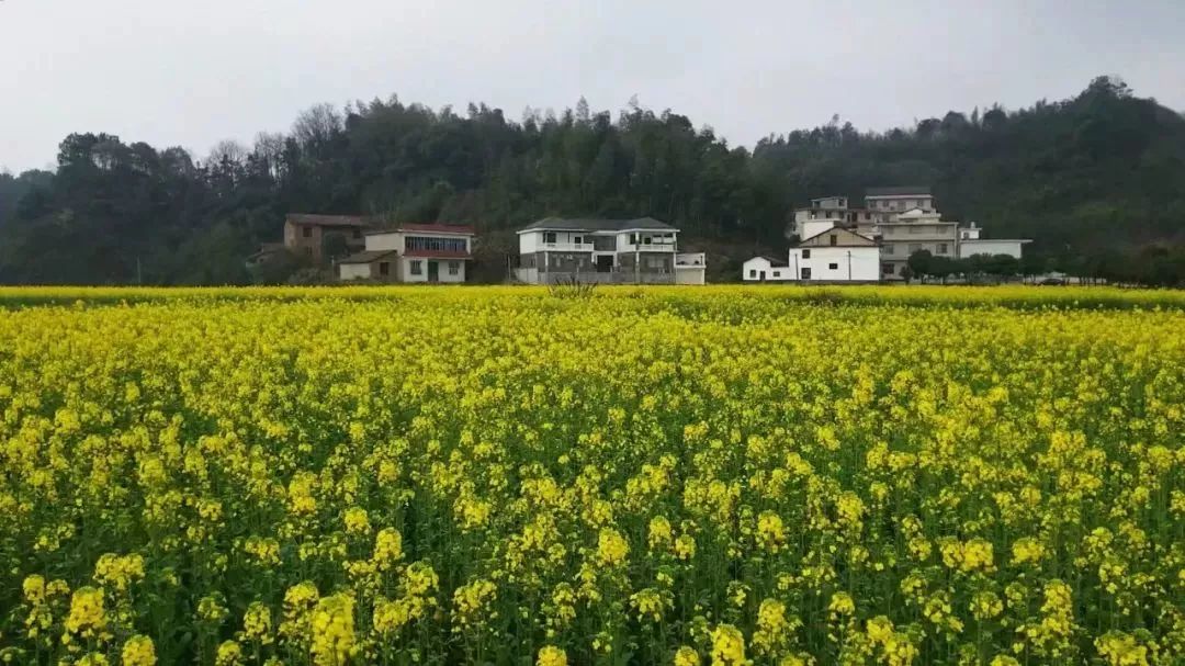 乡村振兴战略醉美南岸迷人留心