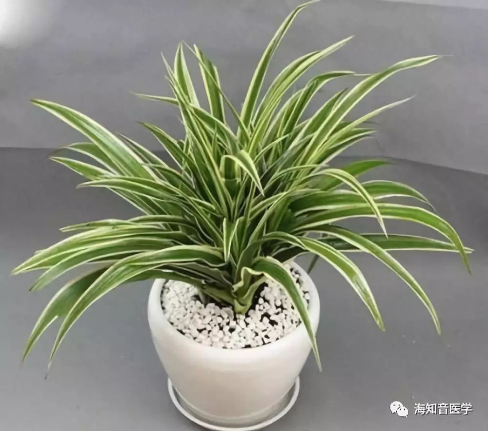 常春藤特性:常春藤是理想的室内外垂直绿化品种,常绿藤本,枝蔓细弱而