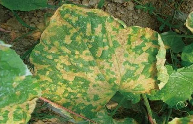 南瓜霜霉病的症状及防治方法