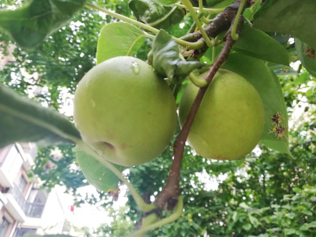 嘉兴这颗千年名果熟了 你要尝一口吗?_西施