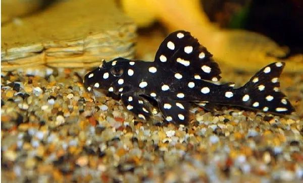 大雪球异型是最美丽的一种黑底白色斑点的异型鱼品种,年幼时,大而圆的