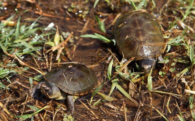 世界上最小的乌龟沃尔塔泥龟