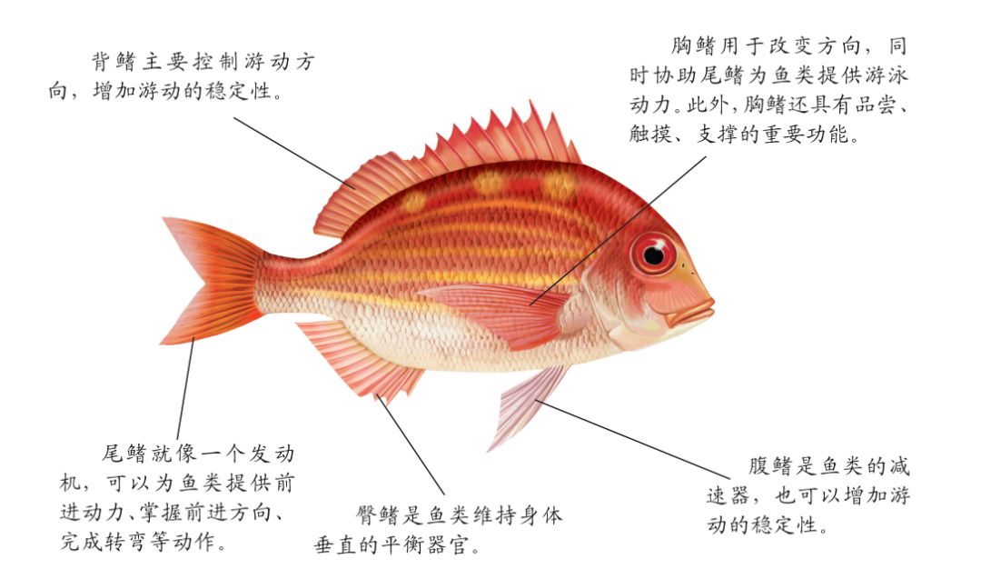 三分钟了解海鱼