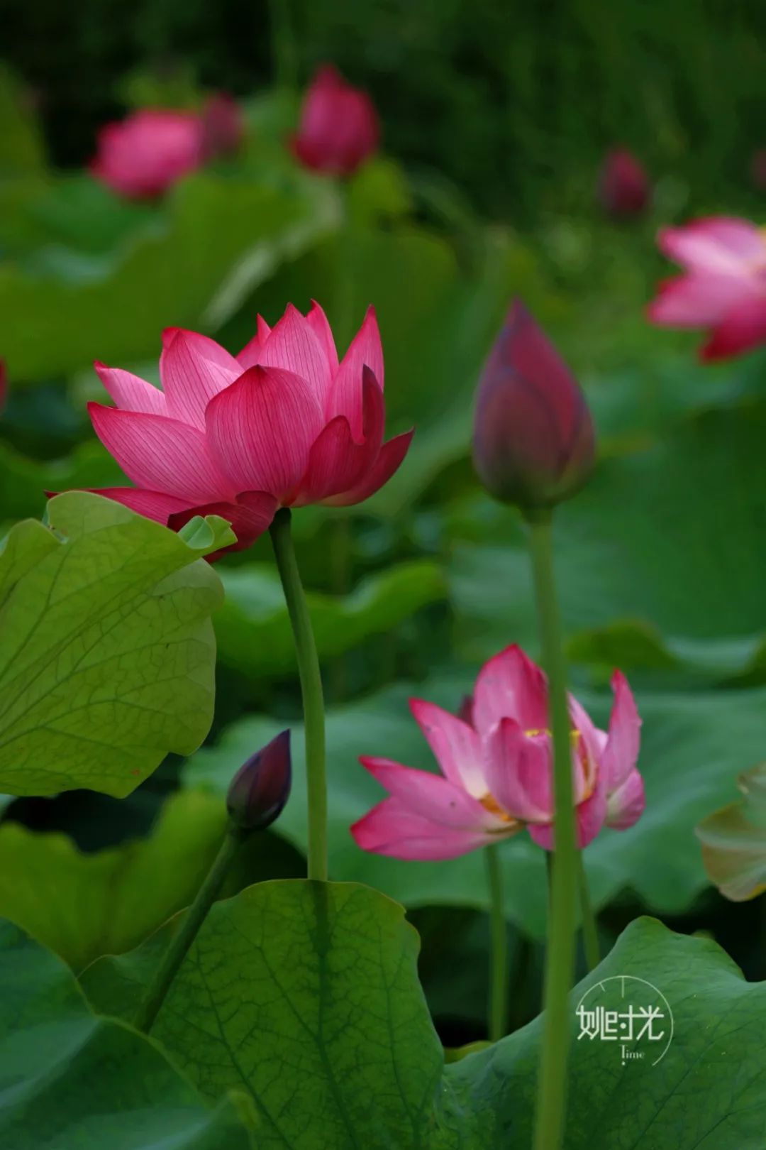 余姚市区这个大院里的荷花开了快去欣赏