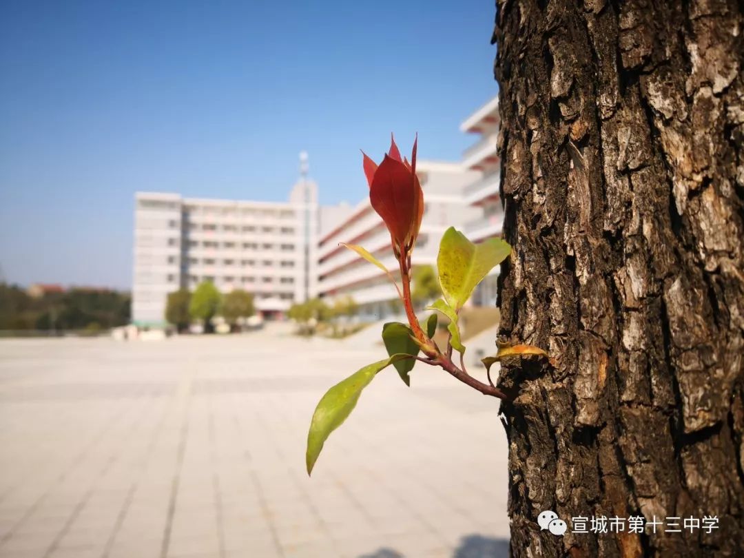 | 宣城市第十三中学 2019年高考实现新突破
