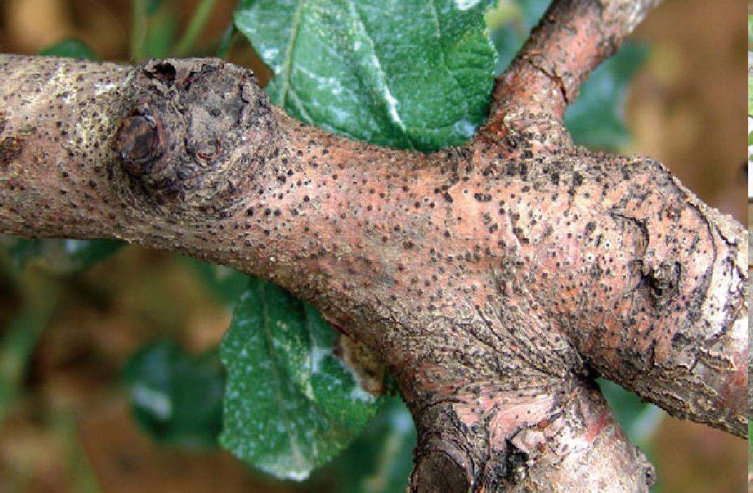 原创治疗苹果腐烂病你需要记住这几点