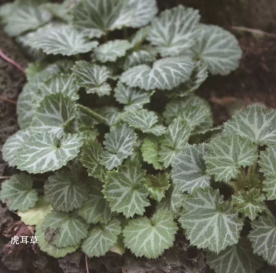 虎耳草治中耳炎图片