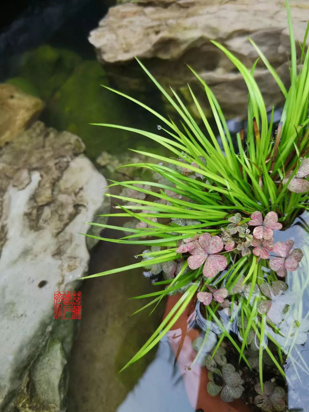 菖蒲爽雅自得真君子